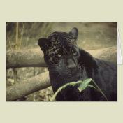 Black_jaguar art