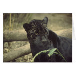 Black_jaguar art cards
