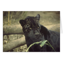 Black_jaguar art cards