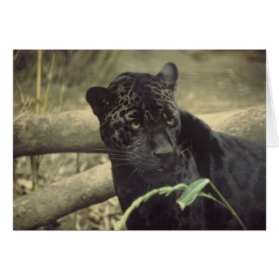 Black_jaguar art cards by WildByDezign
