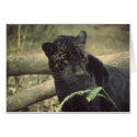 Black_jaguar art cards by WildByDezign Black_jaguar art cards