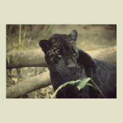 Black_jaguar art