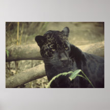 Black_jaguar art posters