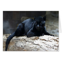 Black Jaguar Card
