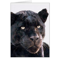 Black Jaguar Cards