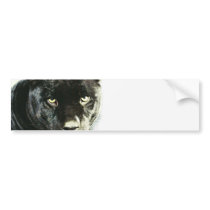 Black Jaguar Panther Bumper Stickers