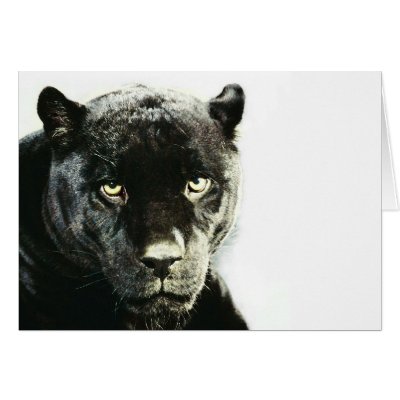 Black Jaguar Panther Greeting Cards by made_in_atlantis