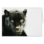 Black Jaguar Panther cards