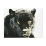 Black Jaguar Panther Postcards