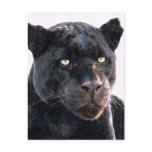 Black Jaguar Post Cards