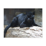 Black Jaguar Post Card
