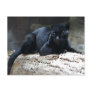 Black Jaguar Post Card