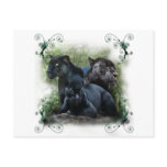 Black Jaguar Post Cards