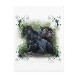 Black Jaguar Post Cards