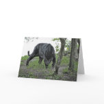 Black Jaguar Stalking Card