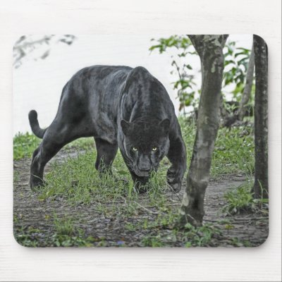 Black Jaguar Stalking Mousepad by debsimonphotos Mouse Pad
