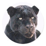 Black Jaguar Sticker