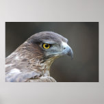 Black Kite Bird Posters