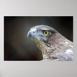 Black Kite Milvus Migrans Poster