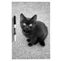 Black Kitten Dry Erase Whiteboard