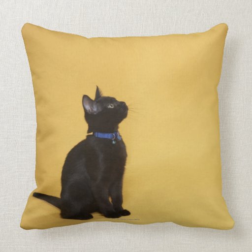 Black kitten in collar pillow Zazzle