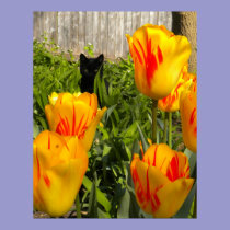 Black Kitten in Tulips Poster posters
