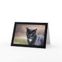 Black Kitty cards by nevapb Black Kitty cards