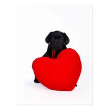 Black lab and heart postcard