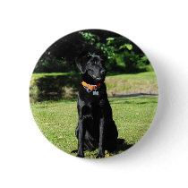 Black Lab Buttons