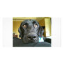 Black Lab Close Up Customized Photo Card