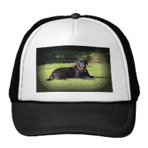 Black Lab Hat