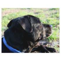 Black Lab Head Turned Away Picture