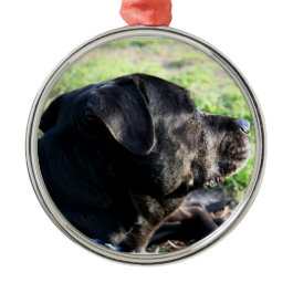 Black Lab Head Turned Away Picture Ornament