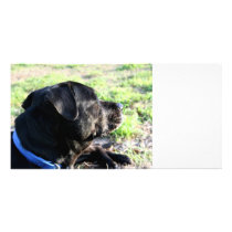 Black Lab Head Turned Away Picture