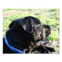 Black Lab Head Turned Away Picture