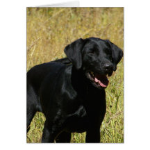 Black Lab in Field  Note Card