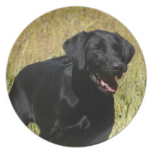 Black Lab in Field Plate