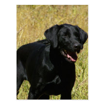 Black Lab in Field  Postcard