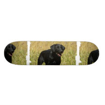 Black Lab in Field Skateboard