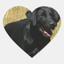 Black Lab in Field Stickers