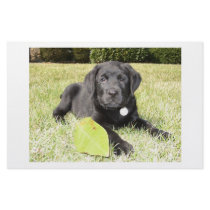 Black Lab in Grass stationery by scenicimpressions Black Lab in Grass stationery