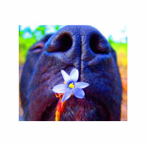 Black lab mix nose, small purple flower picture photo sculpture