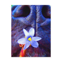 Black lab mix nose, small purple flower picture post cards