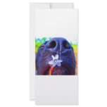 Black lab mix nose, small purple flower picture rack card