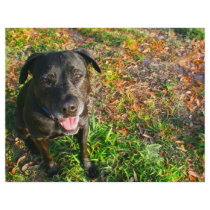 Black Lab on Left Grass on right picture