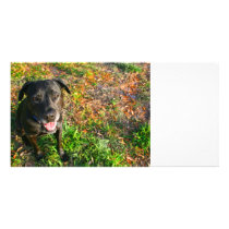 Black Lab on Left Grass on right picture