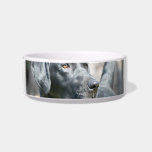 Black Lab Pet Bowl