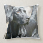 Black Lab  Pillow