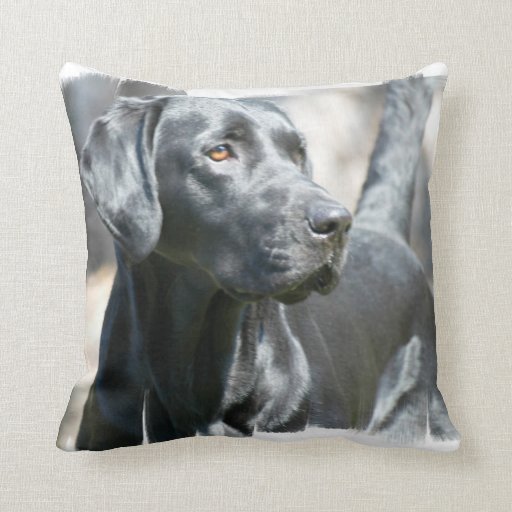 pillow with black lab