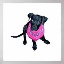 Black Lab Pink Bandana Puppy image Poster